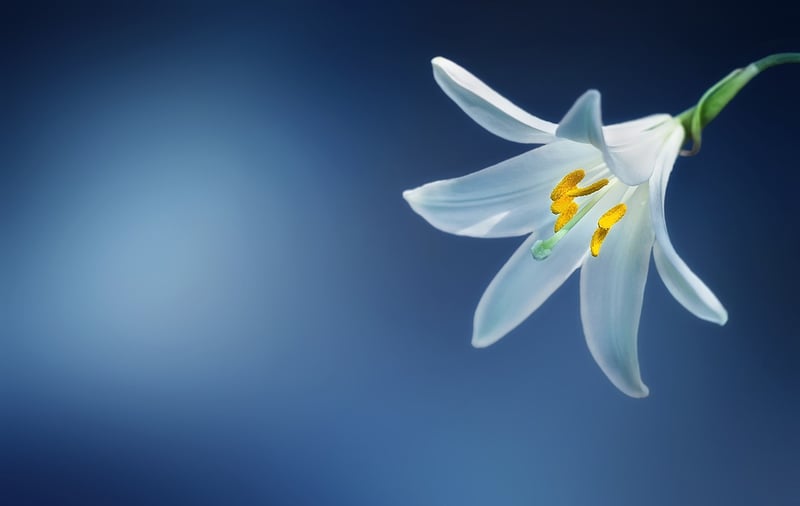 Lily Flower