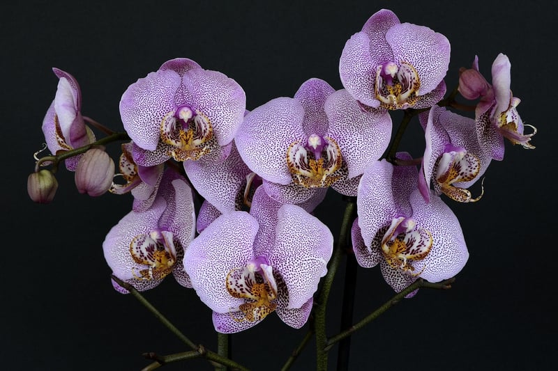 Orchid Flowers