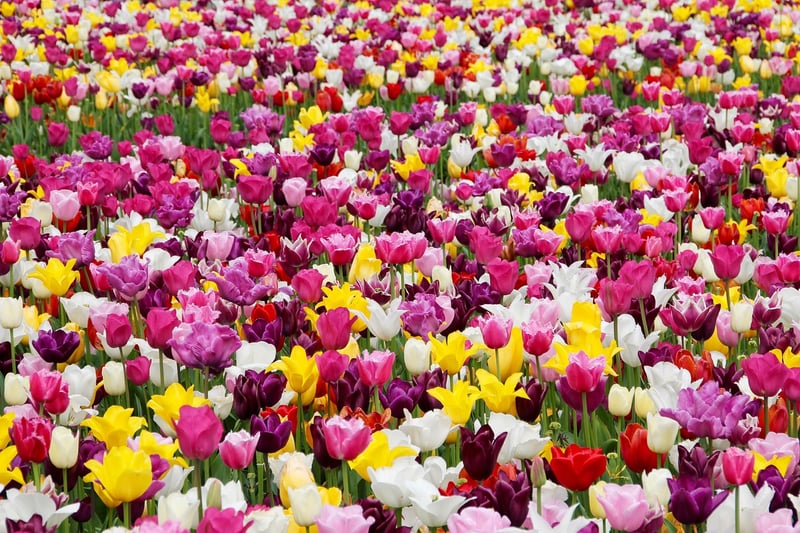 Tulip Flowers